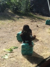 Baby gorilla!